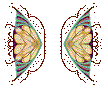 5-25_wings_Image273.gif (3075 bytes)